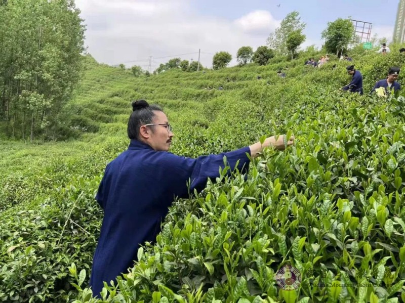采茶山林間，體驗(yàn)茶道文化